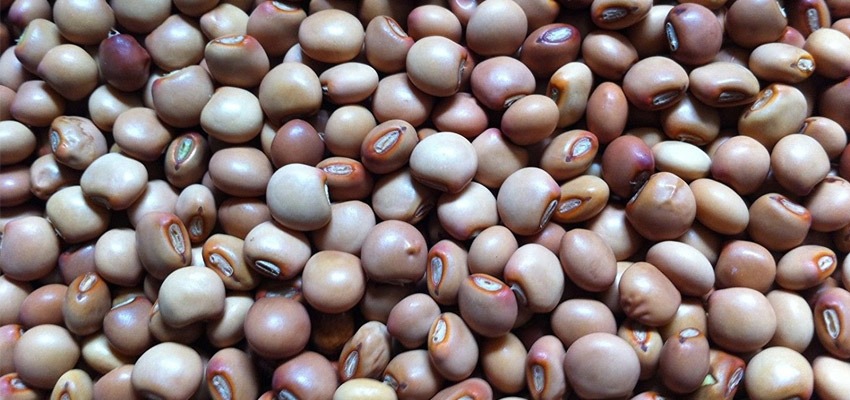Pigeon Peas