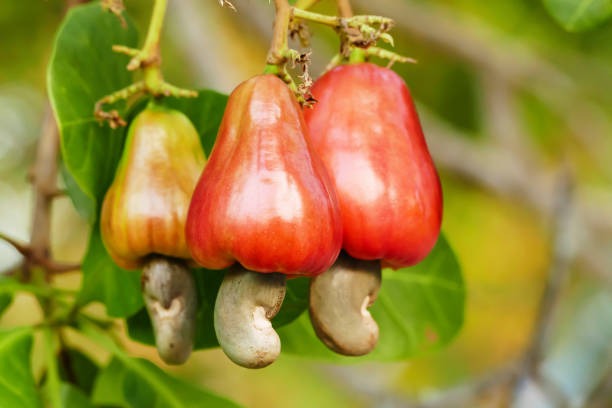 Raw Cashewnut